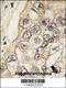 Cadherin 6 antibody, 57-524, ProSci, Immunohistochemistry paraffin image 