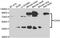 CD34 antibody, abx006947, Abbexa, Western Blot image 