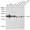 Complement C1q Binding Protein antibody, GTX55544, GeneTex, Western Blot image 