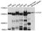 CCCTC-Binding Factor antibody, LS-C748328, Lifespan Biosciences, Western Blot image 