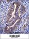 KIAA1324 antibody, 56-499, ProSci, Immunohistochemistry frozen image 