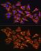 Guanine nucleotide-binding protein G(I)/G(S)/G(T) subunit beta-1 antibody, GTX64622, GeneTex, Immunofluorescence image 