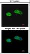 Retinoid-inducible serine carboxypeptidase antibody, GTX103381, GeneTex, Immunocytochemistry image 