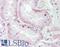 Homeobox D10 antibody, LS-B9199, Lifespan Biosciences, Immunohistochemistry frozen image 
