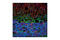 Neurofilament Light antibody, 2837T, Cell Signaling Technology, Flow Cytometry image 