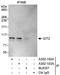 GIT ArfGAP 2 antibody, A302-102A, Bethyl Labs, Immunoprecipitation image 