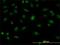 Splicing Factor Proline And Glutamine Rich antibody, H00006421-M02, Novus Biologicals, Immunofluorescence image 