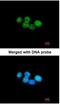 ERCC Excision Repair 8, CSA Ubiquitin Ligase Complex Subunit antibody, NBP1-32166, Novus Biologicals, Immunofluorescence image 