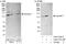 Importin 7 antibody, A302-726A, Bethyl Labs, Western Blot image 