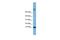 Trefoil Factor 1 antibody, PA5-42776, Invitrogen Antibodies, Western Blot image 