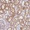 Cytokine Receptor Like Factor 1 antibody, NBP1-85606, Novus Biologicals, Immunohistochemistry frozen image 