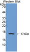 Apolipoprotein A1 antibody, LS-C663592, Lifespan Biosciences, Western Blot image 