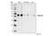 Cyclin E2 antibody, 4132T, Cell Signaling Technology, Western Blot image 