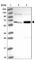 MINDY Lysine 48 Deubiquitinase 2 antibody, HPA051103, Atlas Antibodies, Western Blot image 