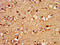 Transcription factor SOX-3 antibody, CSB-PA022429LA01HU, Cusabio, Immunohistochemistry frozen image 