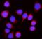 Nicastrin antibody, A03144-1, Boster Biological Technology, Immunofluorescence image 