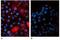Beta-2-Microglobulin antibody, NB110-60015, Novus Biologicals, Immunocytochemistry image 