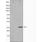 Family With Sequence Similarity 3 Member B antibody, orb228362, Biorbyt, Western Blot image 