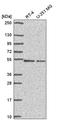 RuvB Like AAA ATPase 2 antibody, HPA067966, Atlas Antibodies, Western Blot image 