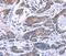 Synaptotagmin 4 antibody, PA5-50269, Invitrogen Antibodies, Immunohistochemistry frozen image 