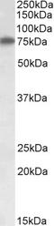 Arginyl-TRNA Synthetase antibody, orb20422, Biorbyt, Western Blot image 