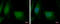 Density Regulated Re-Initiation And Release Factor antibody, GTX115106, GeneTex, Immunocytochemistry image 