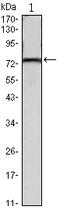 Kelch Like Family Member 22 antibody, A12497, Boster Biological Technology, Western Blot image 