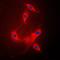 Protein Phosphatase 2 Scaffold Subunit Abeta antibody, orb214429, Biorbyt, Immunofluorescence image 