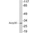 Adiponectin, C1Q And Collagen Domain Containing antibody, LS-C177217, Lifespan Biosciences, Western Blot image 