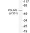 PDZ And LIM Domain 5 antibody, LS-C178062, Lifespan Biosciences, Western Blot image 