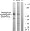 Tryptophan Hydroxylase 1 antibody, PA5-38534, Invitrogen Antibodies, Western Blot image 