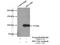 HECT Domain E3 Ubiquitin Protein Ligase 3 antibody, 11487-1-AP, Proteintech Group, Immunoprecipitation image 