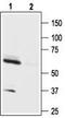 Hypocretin Receptor 1 antibody, TA328918, Origene, Western Blot image 