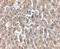 Low Density Lipoprotein Receptor antibody, PA5-20752, Invitrogen Antibodies, Immunohistochemistry paraffin image 