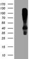Homer Scaffold Protein 2 antibody, CF806311, Origene, Western Blot image 
