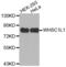 Nuclear Receptor Binding SET Domain Protein 3 antibody, abx001880, Abbexa, Western Blot image 