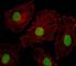ISL LIM Homeobox 2 antibody, F44848-0.4ML, NSJ Bioreagents, Immunofluorescence image 