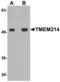 Transmembrane protein 214 antibody, MBS150358, MyBioSource, Western Blot image 