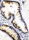 Kallikrein-6 antibody, PA1767, Boster Biological Technology, Immunohistochemistry paraffin image 