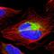 RNA Binding Motif Protein 23 antibody, HPA004144, Atlas Antibodies, Immunofluorescence image 