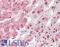 Tripartite Motif Containing 6 antibody, LS-B9728, Lifespan Biosciences, Immunohistochemistry frozen image 