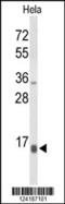 Neuropeptide W antibody, 64-046, ProSci, Western Blot image 