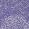 Adenylate Kinase 4 antibody, PA5-60104, Invitrogen Antibodies, Immunohistochemistry frozen image 