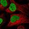 MINDY Lysine 48 Deubiquitinase 2 antibody, HPA051103, Atlas Antibodies, Immunofluorescence image 