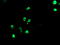 TLE Family Member 1, Transcriptional Corepressor antibody, LS-C175231, Lifespan Biosciences, Immunofluorescence image 