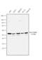 Tubulin Beta 2A Class IIa antibody, PA5-27552, Invitrogen Antibodies, Western Blot image 