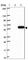 Cytochrome P450 4X1 antibody, HPA017661, Atlas Antibodies, Western Blot image 