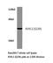 Potassium Voltage-Gated Channel Modifier Subfamily S Member 2 antibody, LS-C177487, Lifespan Biosciences, Western Blot image 