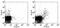 TNF Receptor Superfamily Member 18 antibody, 13-5874-80, Invitrogen Antibodies, Flow Cytometry image 