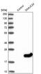 DnaJ Heat Shock Protein Family (Hsp40) Member C24 antibody, PA5-55232, Invitrogen Antibodies, Western Blot image 